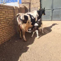 گاو شیری با گوساله ماده|حیوانات مزرعه|قیدار, |دیوار