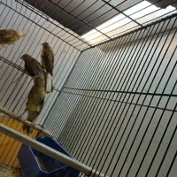 فروش قناری و مرغ عشق   جفت بشرط تخم جوجه