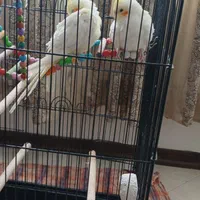 عروس هلندی با قفس بزرگ و متعلقات|پرنده|مشهد, شهرک لشکر (شهرک غرب)|دیوار