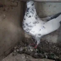 کفتر پرشی|پرنده|بافق, |دیوار