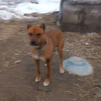 سگ بیتبول|سگ|ایجرود, |دیوار