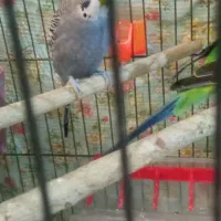 یه جفت مرغ عشق ابی و سبز با قفس