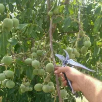 پیش فروش نهال گردو کوپه ای