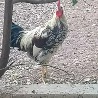 تخم نطفه دار و فروش مرغ و خروس و جوجه|حیوانات مزرعه|قزوین, |دیوار