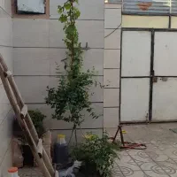 منزل-ویلای
