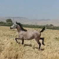 نریان کرد|اسب و تجهیزات اسب‌سواری|سورنا, |دیوار