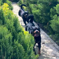 روتوایلر خالص مناسب نگهبانی و خانواده