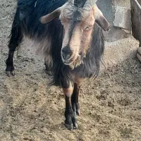 بز می ش بز رومایه|حیوانات مزرعه|مرودشت, ده بید|دیوار