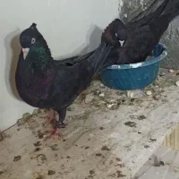 کفتر گرهن و طوقی