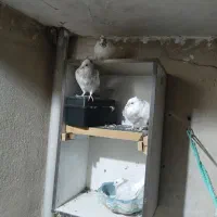 دوعددکفتر