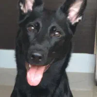 ژرمنورکلاین فول شجره پنج ماهه