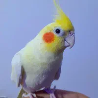 طوطی عروس هلندی سخنگو ۱ ساله رام