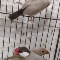 فنچ نرگسی شکلاتی مولد با جوجه