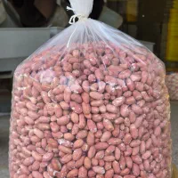 تولیدی بادام زمینی آستانه|عمدهفروشی|آستانه اشرفیه, |دیوار