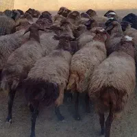 تعداد راس میش کردی درجه یک