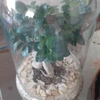 گل بنسای|گل و گیاه طبیعی|تبریز, |دیوار