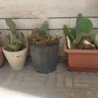 فروش گل
