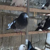 کبوتر فروشی|پرنده|زنده رود, |دیوار