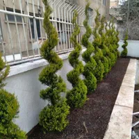 باغبانی،کاشت گل وگیاه ونهال وطراحی باغ و ویلا|خدمات باغبانی و درختکاری|مشهد, توس (بلوار توس)|دیوار