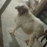 گوسفند نر
