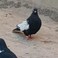 کبوتر پرنده
