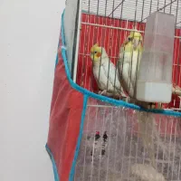 یک جفت عروس هلندی