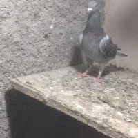 کبوتر کفتر گمشده