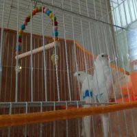 یک جفت مرغ عشق