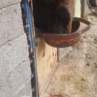 ورزا  به شرط دست پاه بلند