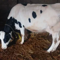 گوساله سیمینتال بامادر