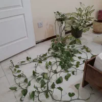پتوس بنجامین آگلونما برفی