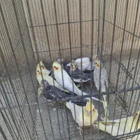 عروس هلندی