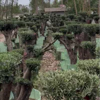 فروش درخت زیتون هخامنشی|گل و گیاه طبیعی|ایزدشهر, |دیوار