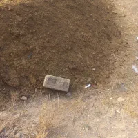 کودگوسفندی