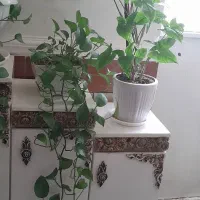 دوتا گل بزرگ طبیعی زیبا فقط 600