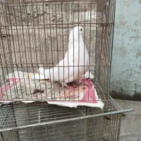 غریب گیری سفید مهر فروشی