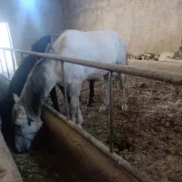 اسب|اسب و تجهیزات اسبسواری|قم, قلعه کامکار|دیوار