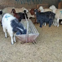 بره و بزغاله|حیوانات مزرعه|بیرجند, |دیوار