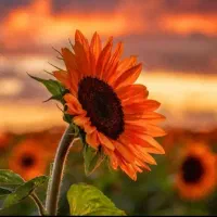 کتاب فارسی چهارم دبستان هرکی داره خبر بده