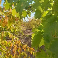 باغ ۴۷۵ متری امامیه|فروش دفتر صنعتی، کشاورزی، تجاری|شهرکرد, |دیوار