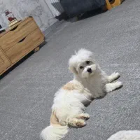 سگ شیتزو نر