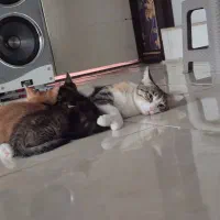 واگذاری حیوان. گربه|گربه|تهران, جیحون|دیوار