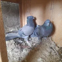 کفتر تیر