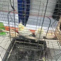 عروس هلندی نر و ماده|پرنده|ری, دیلمان|دیوار