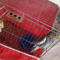 نر ماده عروس هلندی|پرنده|کرمان, |دیوار