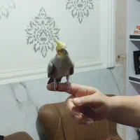 فروش فوری عروس هلندی نر بالغ بالغ|پرنده|کارون, |دیوار