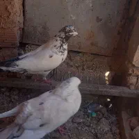 600000|پرنده|زرند, |دیوار