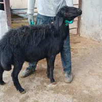 قوچ قره قزل افشار|حیوانات مزرعه|لالجین, |دیوار