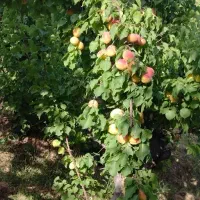 فروش باغ۷۰۰متری در مجن