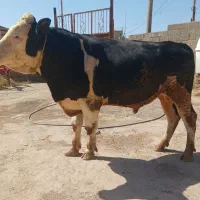 گاو نر چاق